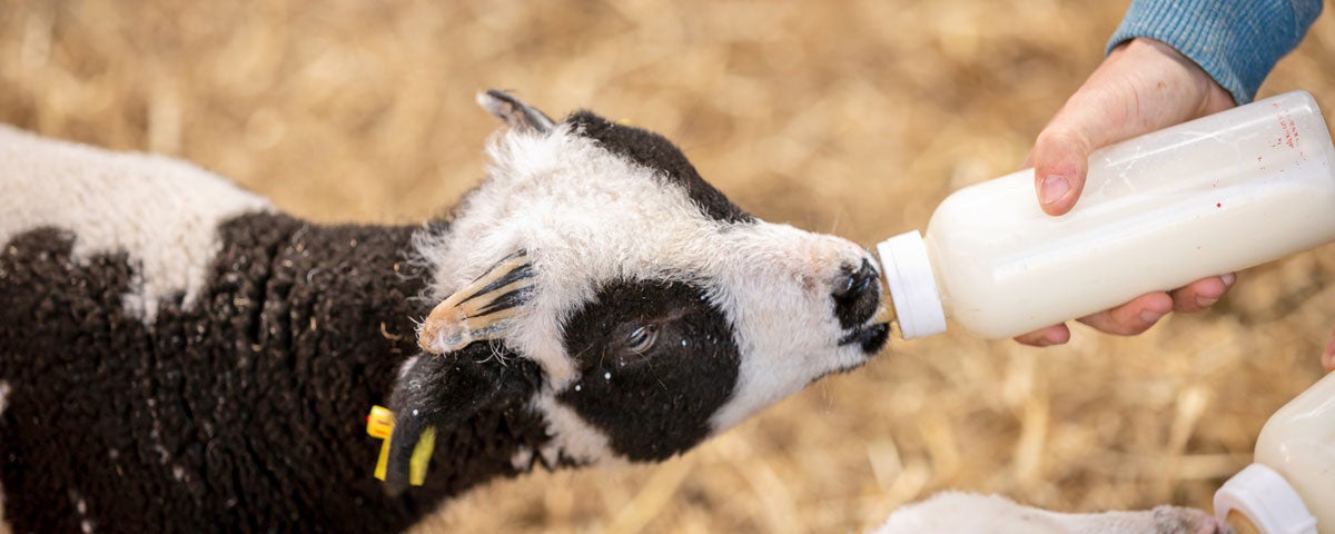 Sandy Feet Farm bottle feeding time
