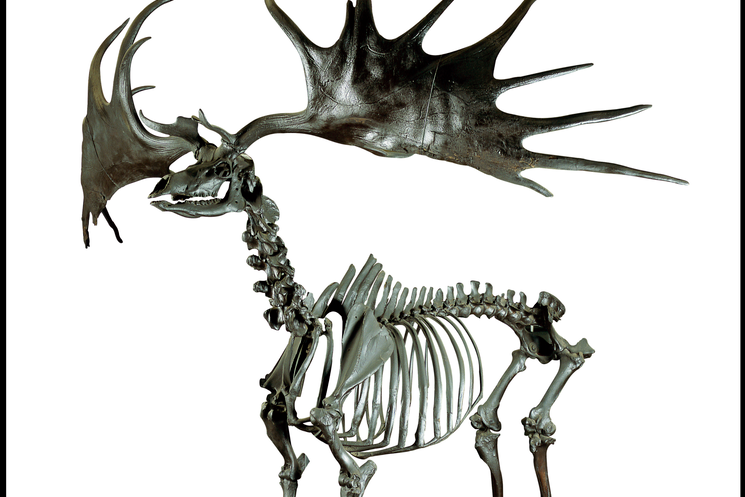 Image Credit: National Museum of Ireland, skeleton on a deer with large antlers