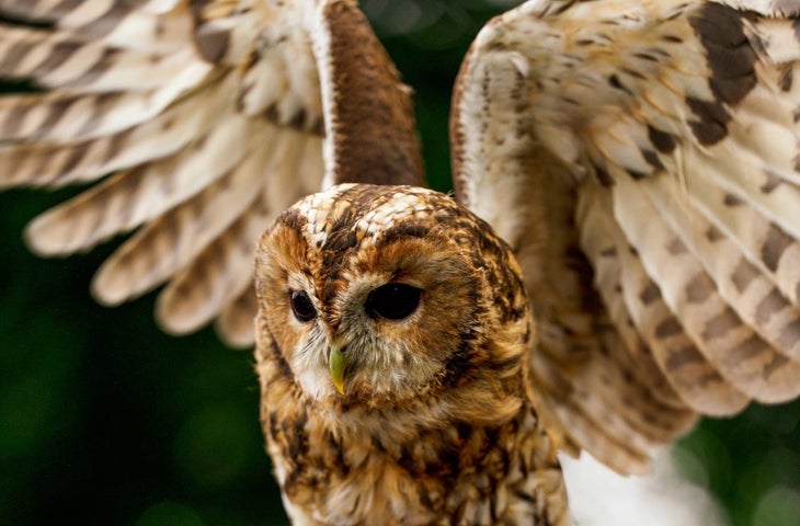 An owl with wings outstretched about to take flight