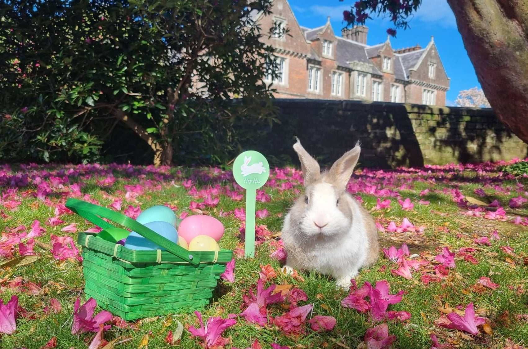Easter at Wells House and Gardens Wexford, a small basket with different coloured eggs on the ground beside a rabbit with pink petals strewn around and country house in the background.