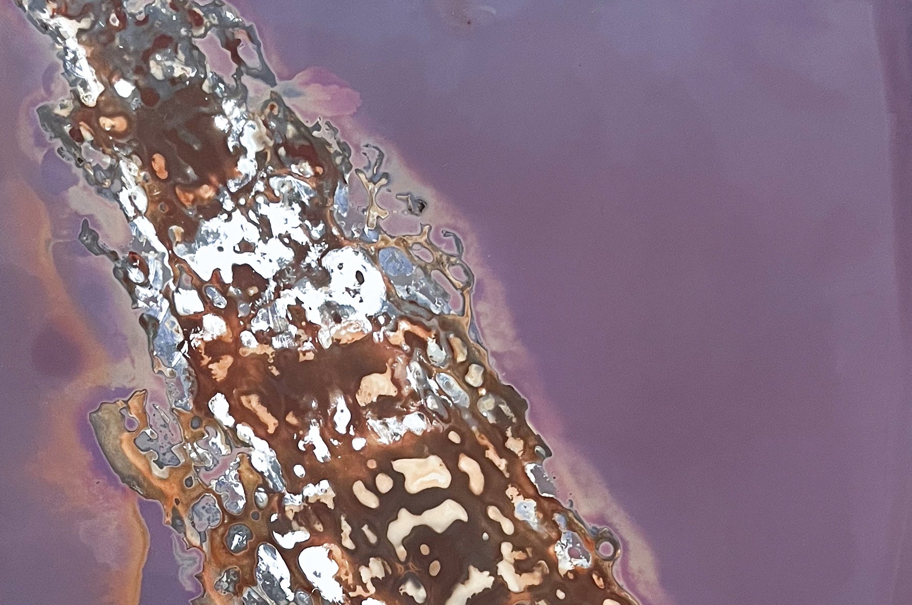 Part of close up image of sugar kelp herberium pressed lumen print