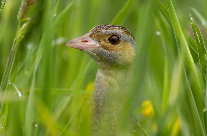 The Corncrake in the grass