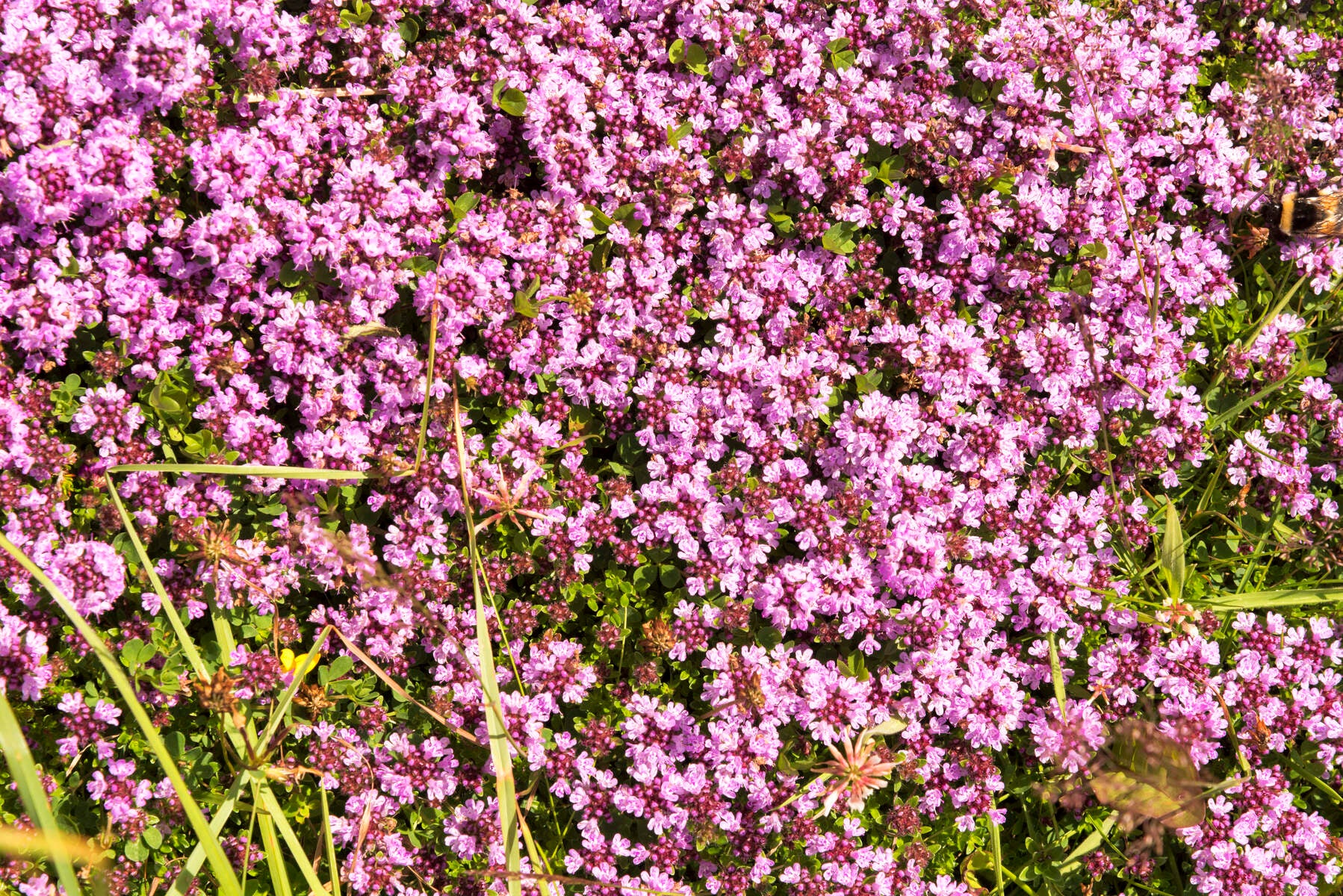 Purple flowers on Inishfree.