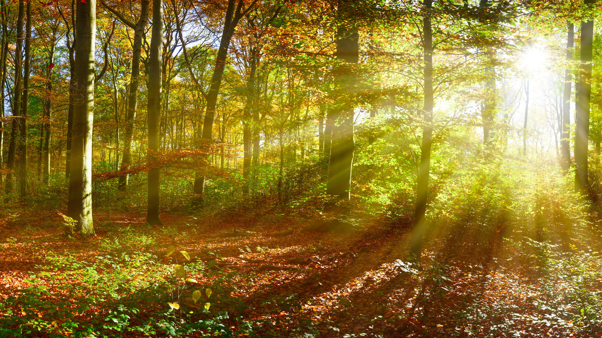 picture alternative text