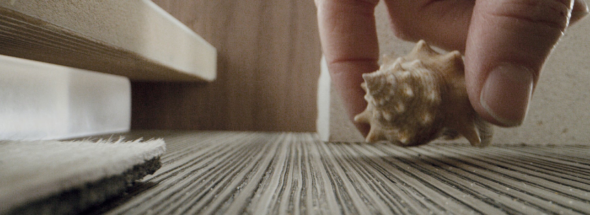 beach shell - shell