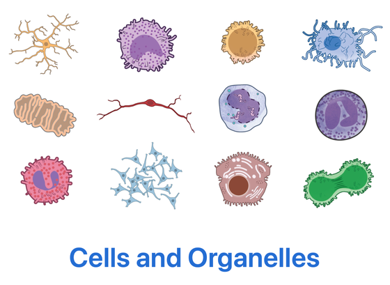 Illustration from NIAID NIH BIOART Source (bioart.niaid.nih.gov) 