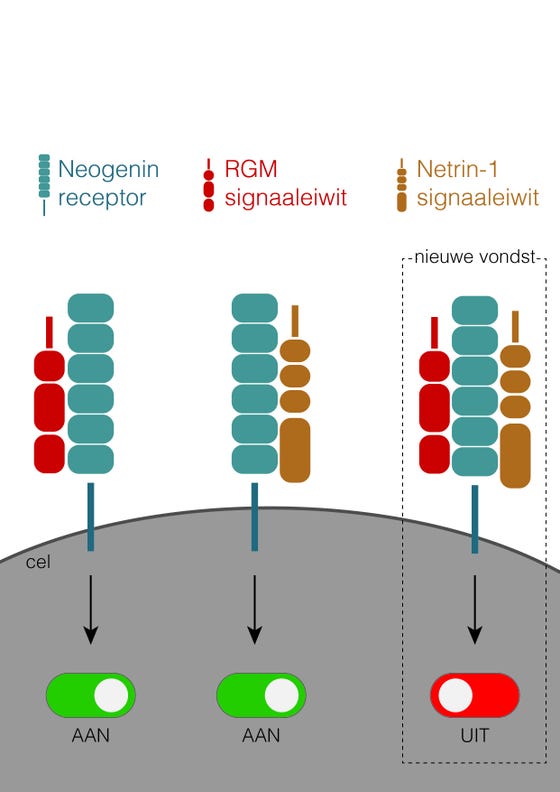 The research shows that the signaling proteins RGM and Netrin-1 do not only bind separately to the (Neogenin) receptor of a cell, but can also bind both at the same time, with the result that the receptor "switches off" and no signal is transmitted anymore.