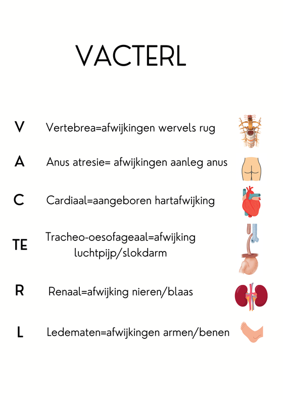 Infographic VACTERL: V = Vertebrea = afwijkingen wervels rug, A = anus atresie = afwijkingen aanleg anus, C = Cardiaal = aangeboren hartafwijking, TE = Tracheo-oesofageaal = afwijking luchtpijp of slokdarm, R = Renaal = afwijking nieren of blaas, L = Ledematen = afwijkingen armen of benen.