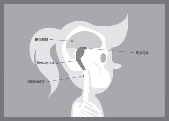 Illustratie van de doorsnede van het hoofd. Aangegeven waar plaats van de hypofyse is.
