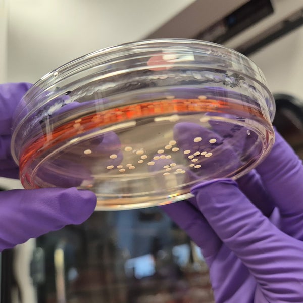 Onderzoek van Noelia Antón Bolaños