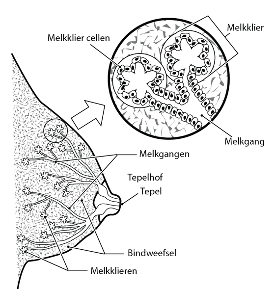 Doorsnede borst met melkklieren en melkgangen