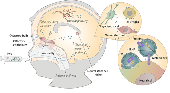 The postulated intranasal routes of milk EV delivery