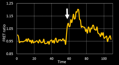 cauntif FRET