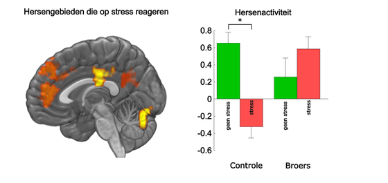 Resultaten MRI: effecten van stress