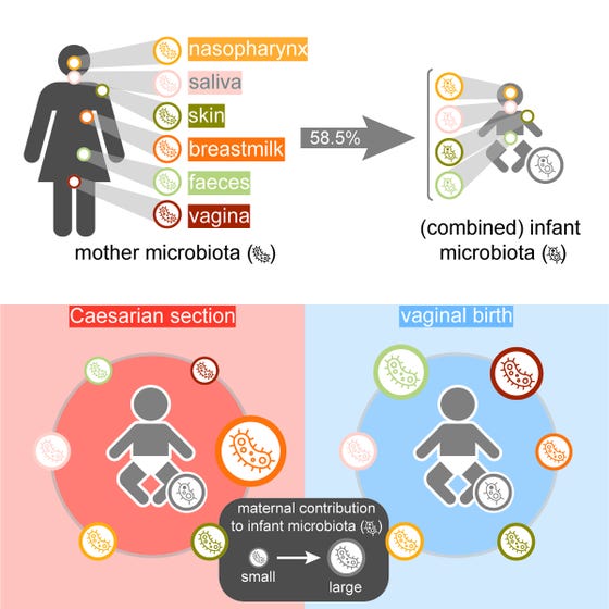 Ontwikkeling microbioom infographic