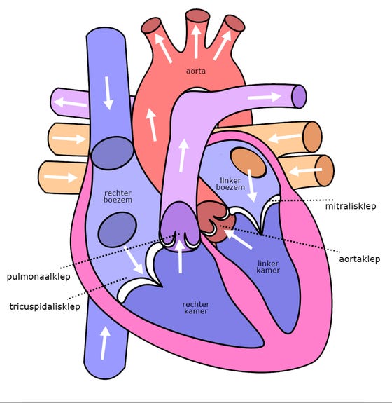 Hartkleppen en bloedstroom