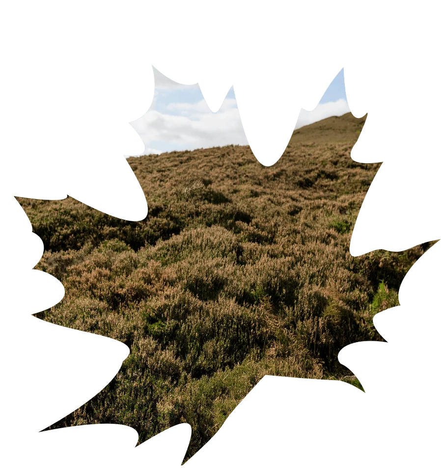 Banner Background