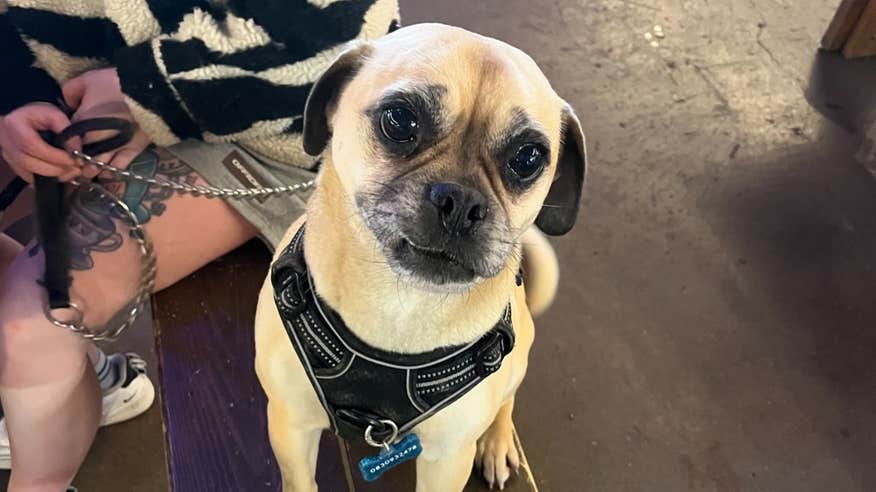 A dog at the Marina Market in Co Cork