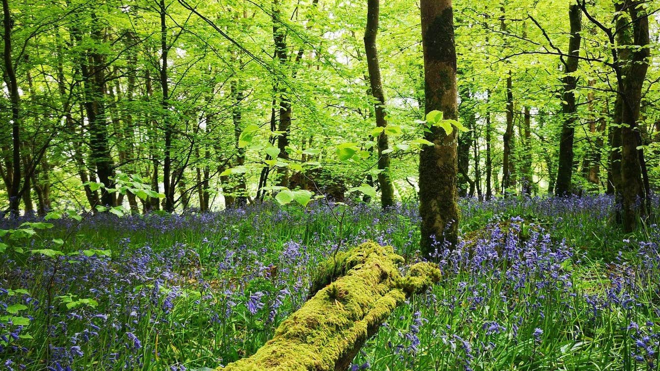 In a woods at spring time with bluebells in bloom and pale green spring leaves on the trees