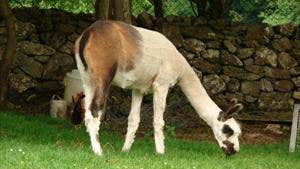 Stonehall Visitor Farm