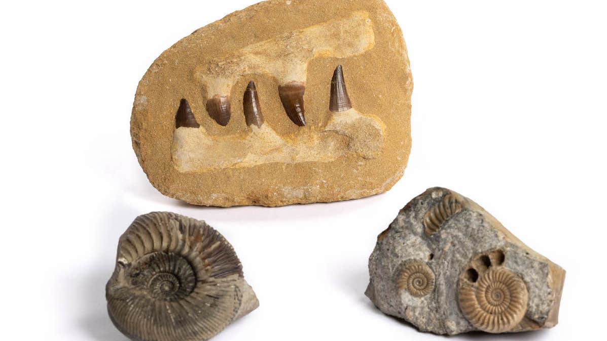 Fossils of extinct marine animals from the handling collection.