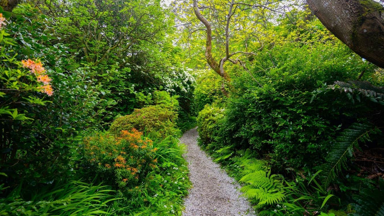 A gravelled trail leading through a colourful woodland