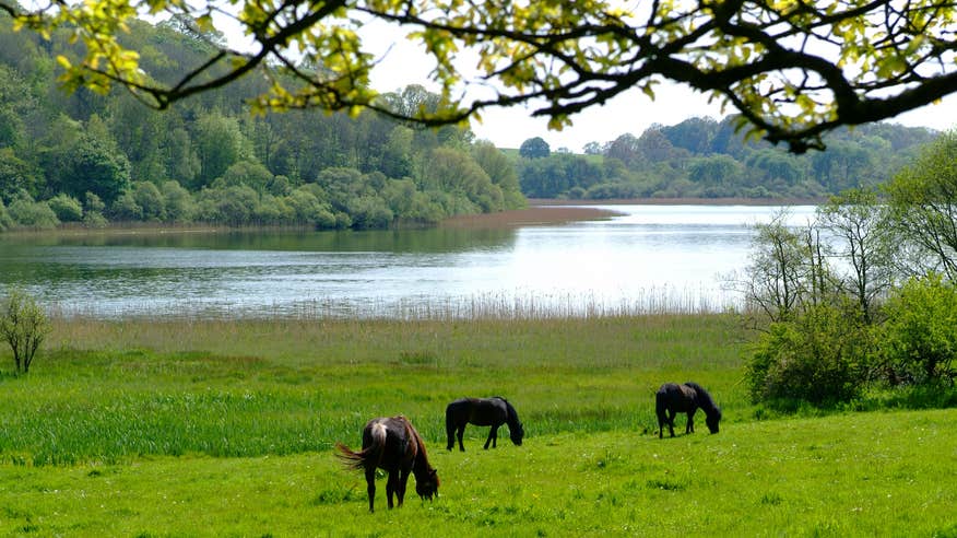 Horses at Castle Leslie Estate.