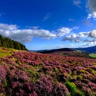 Views of heather and the Wicklow Mountains, Co. Wicklow