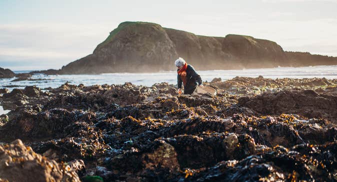 The Sea Gardener foraging on Annestown Beach.