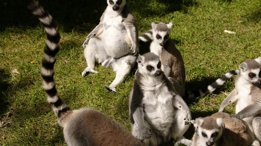 Lemurs at Fota Island Wildlife Park in County Cork