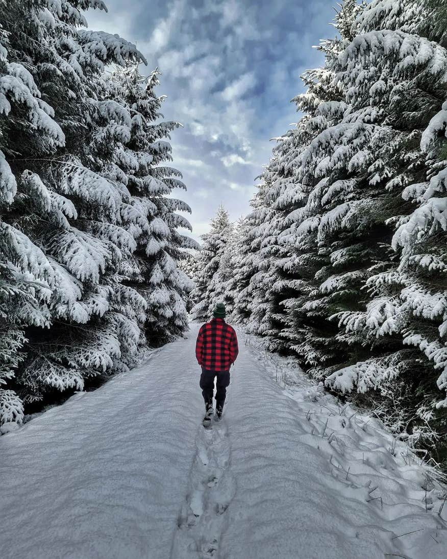 Person walking through the snow between large trees in Leitrim.