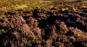 Maulin Mountain Loop