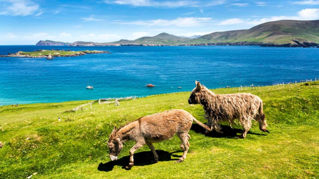 Two donkeys on the Blasket Islands, Kerry
