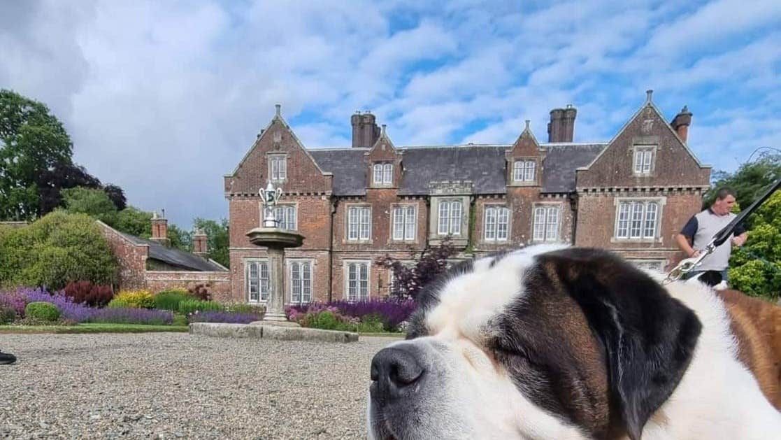 A Doggie Day Out is coming to Wells House & Gardens! On Sunday 5th July enjoy a fun-filled celebration of our canine companions, with the Saint Bernard Club of Ireland Championship Show. A tail-wagging day for dogs & their humans alike!