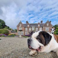 A Doggie Day Out is coming to Wells House & Gardens! On Sunday 5th July enjoy a fun-filled celebration of our canine companions, with the Saint Bernard Club of Ireland Championship Show. A tail-wagging day for dogs & their humans alike!