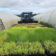 A tractor between two polytunnels with young green plants in foreground