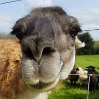 A llama pokes its head through a wire fence