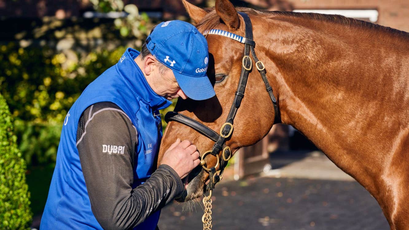 A man pats a horses nose