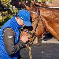 A man pats a horses nose