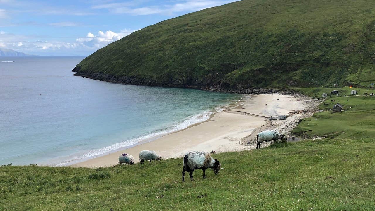 A view of Keem Beach Achill Island and a flock of sheep grazing over Keem Bay