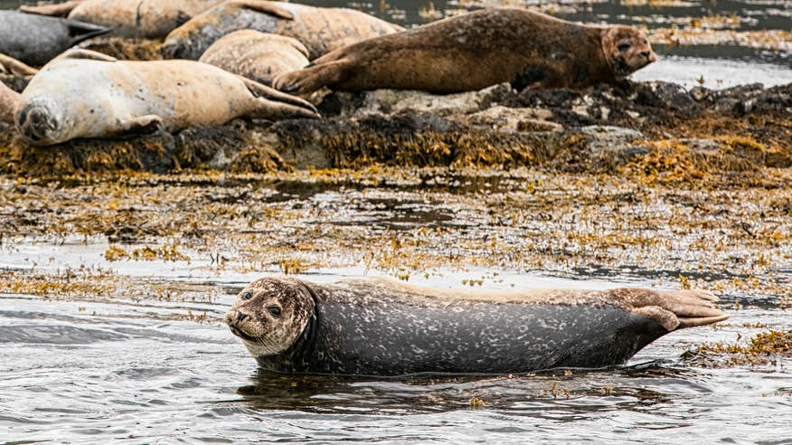 Seals in Co Kerry