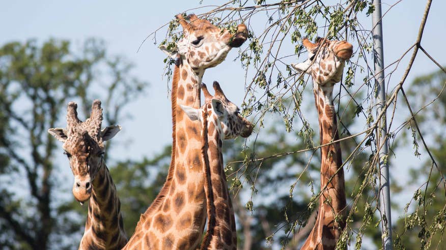 Giraffes eating