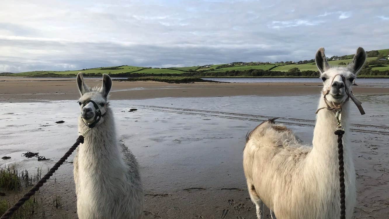 Two white llamas guided by a leash walk along a beach