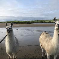 Two white llamas guided by a leash walk along a beach