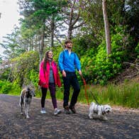 Image of Discover the best dog-friendly places in Ireland