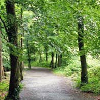 Rath Wood Forest Walks