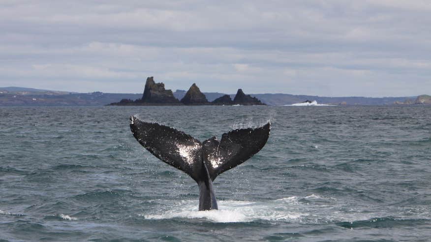 A view of a humpback whale on the west coast of Cork