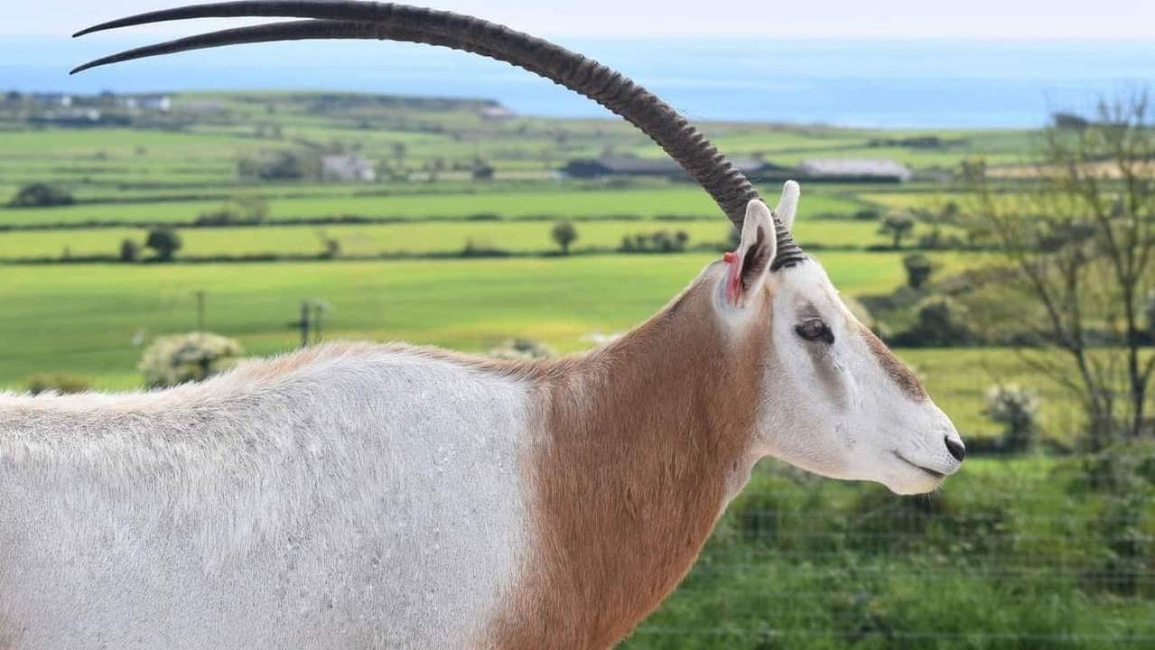 A scimitar horned oryx standing in a field