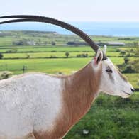 A scimitar horned oryx standing in a field