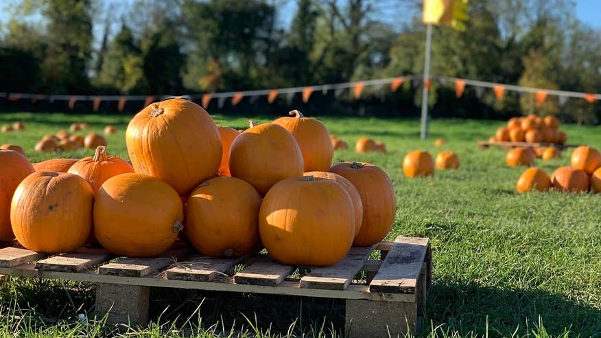 In a field on a sunny day, in the foreground a stack of large pumpkins are on a wooden pallet with clusters of pumpkins in the distance.